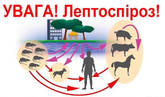 Заходи з профілактики лептоспірозу