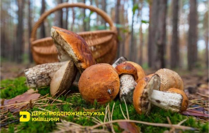 Під час збирання грибів завжди необхідно дотримуватися основних правил