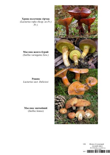 Пам'ятка про збір недеревинних лісових ресурсів_page-0004.jpg