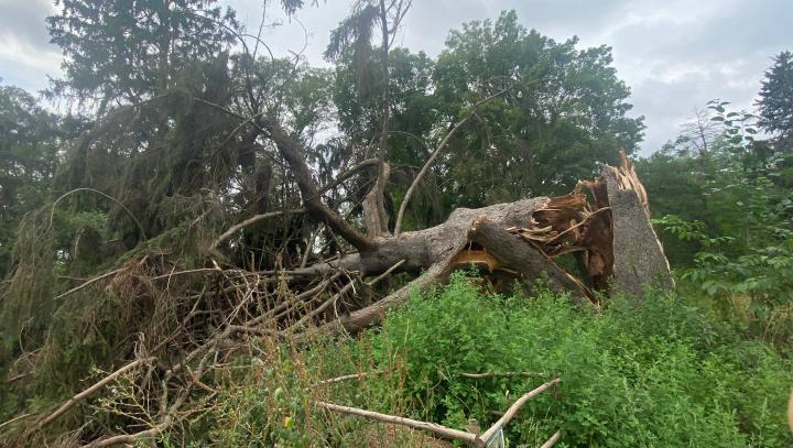 Повалене вікове дерево в Кагарлицькому парку